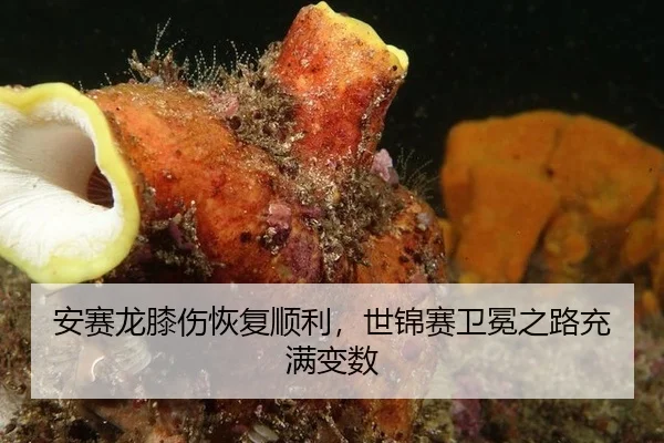 安赛龙膝伤恢复顺利，世锦赛卫冕之路充满变数